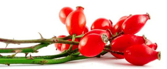 Busehip Berries with Cistitis